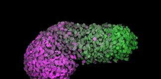 Crean un modelo que simula la primera etapa de desarrollo embrionario humano