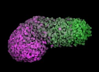 Crean un modelo que simula la primera etapa de desarrollo embrionario humano