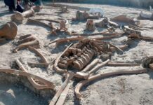 México iniciará estudio multidisciplinario en dos yacimientos con mamuts