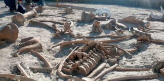 México iniciará estudio multidisciplinario en dos yacimientos con mamuts