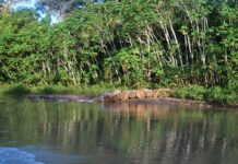 Cae red empresarial acusada de talar 9.000 árboles centenarios en la Amazonía