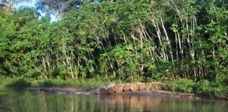 Inteligencia artificial para identificar árboles en la Amazonía de Ecuador