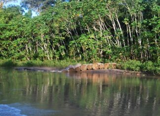 Inteligencia artificial para identificar árboles en la Amazonía de Ecuador