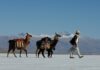 Caravana de llamas por Zoom y venta futura: el turismo argentino se reinventa