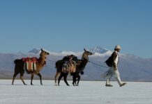 Caravana de llamas por Zoom y venta futura: el turismo argentino se reinventa