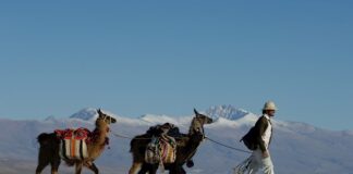 Caravana de llamas por Zoom y venta futura: el turismo argentino se reinventa