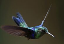 Los colibrís ven colores que los humanos no pueden percibir