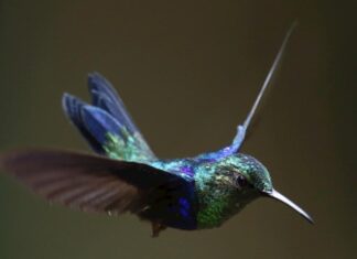 Los colibrís ven colores que los humanos no pueden percibir