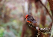 Nacen en Galápagos seis pichones de pájaro brujo, en peligro de extinción