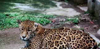Zoológico de la capital hondureña cerrado, pero los animales están bien