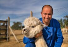 Científicos chilenos hallan un «fuerte» anticuerpo contra el COVID-19 en las alpacas
