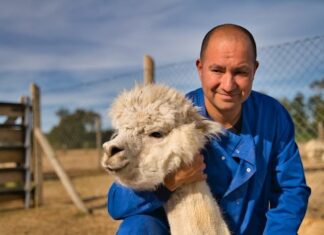 Científicos chilenos hallan un «fuerte» anticuerpo contra el COVID-19 en las alpacas