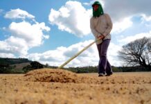 Las exportaciones hondureñas de café bajan un 13,1 % por razones climáticas