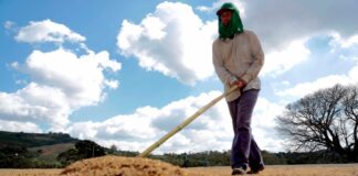 Las exportaciones hondureñas de café bajan un 13,1 % por razones climáticas