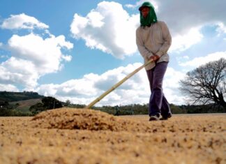 Las exportaciones hondureñas de café bajan un 13,1 % por razones climáticas