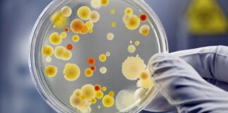 Microbios con «código de barras» para rastrear el origen de los alimentos