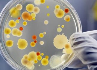 Microbios con «código de barras» para rastrear el origen de los alimentos