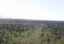 Inhabilitan área clandestina de aterrizaje en Gracias a Dios