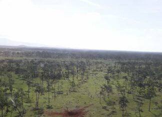 Inhabilitan área clandestina de aterrizaje en Gracias a Dios