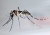 Tres nuevos casos de dengue en los Cayos de Florida elevan el total a 15 mosquito Aedes aegypti.