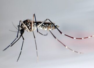 Tres nuevos casos de dengue en los Cayos de Florida elevan el total a 15 mosquito Aedes aegypti.