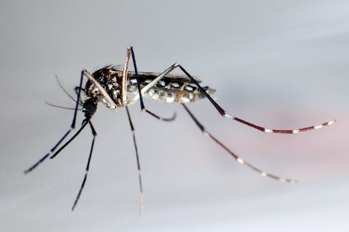 mosquito Aedes aegypti.