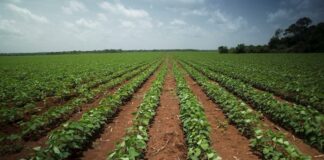 Cuba abre la puerta a cultivos transgénicos en medio de la crisis alimentaria Cuba