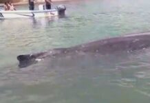 Rescatan a una ballena jorobada en las costas del norte de Ecuador