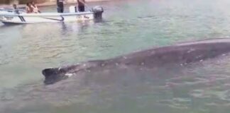 Rescatan a una ballena jorobada en las costas del norte de Ecuador