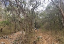 Diseñan un protocolo para mejorar el estudio de los bosques secos de América