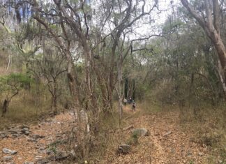 Diseñan un protocolo para mejorar el estudio de los bosques secos de América