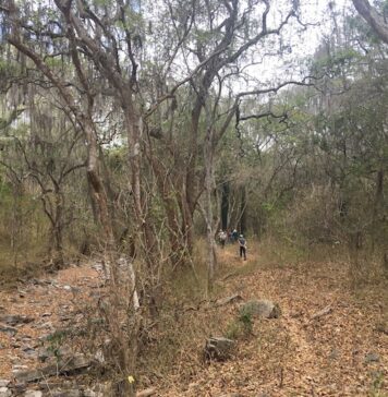 Diseñan un protocolo para mejorar el estudio de los bosques secos de América