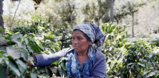 Honduras mostrará al mundo calidad de su café en subasta internacional