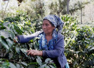 Honduras mostrará al mundo calidad de su café en subasta internacional