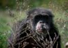 Chimpancés han sufrido un brutal declive debido a la creciente desaparición de su habitat,