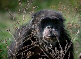 Chimpancés han sufrido un brutal declive debido a la creciente desaparición de su habitat,
