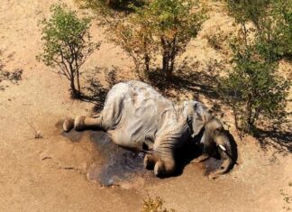 Gran preocupación por la misteriosa muerte de unos 300 elefantes en Botsuana