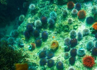 Microbios pueden sobrevivir más de 100 millones de años en el subsuelo marino