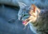 Cuba reporta un nuevo foco de rabia tras ataque de un gato a tres personas