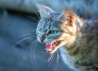 Cuba reporta un nuevo foco de rabia tras ataque de un gato a tres personas