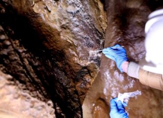Descubren una bacteria que se alimenta de manganeso