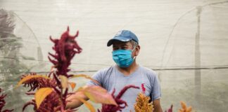 Indígenas de Guatemala sobreviven a volcán y pandemia con cosecha comunitaria
