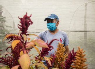 Indígenas de Guatemala sobreviven a volcán y pandemia con cosecha comunitaria