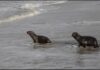 Devuelven al mar argentino a elefante y lobos marinos tras ser rehabilitados