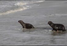 Devuelven al mar argentino a elefante y lobos marinos tras ser rehabilitados