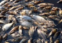 Investigan la muerte de miles de peces en una laguna en el Caribe hondureño
