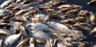 Investigan la muerte de miles de peces en una laguna en el Caribe hondureño