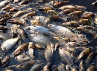 Científicos identifican al menos 11 especies de peces capaces de caminar