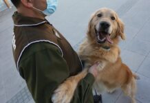 Chile adiestra perros policías para detectar enfermos de COVID-19