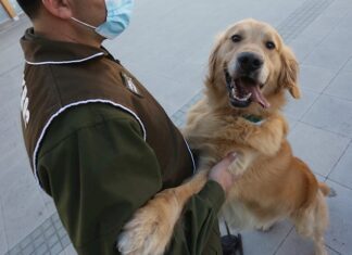 Chile adiestra perros policías para detectar enfermos de COVID-19